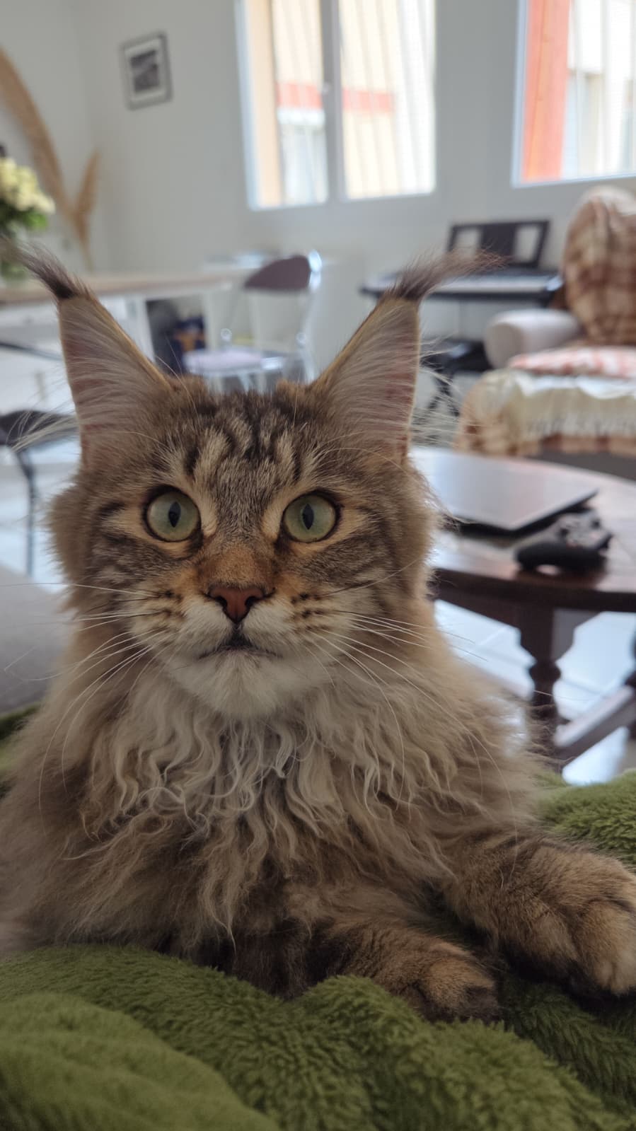 Arya, chatte reproductrice Maine Coon