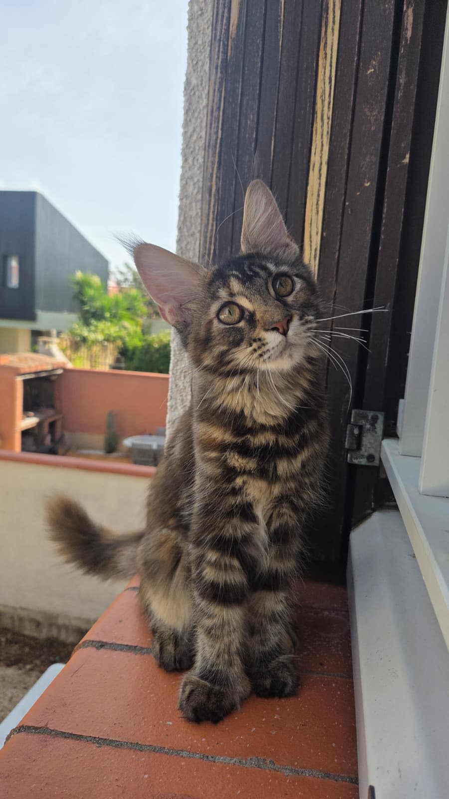 Elvire, chatte reproductrice Maine Coon
